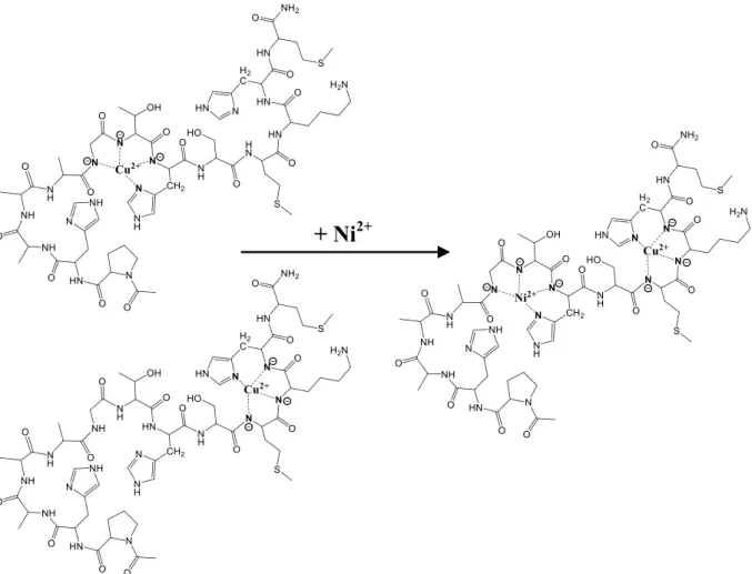 Fig. 6. Coordination isomers of the 4N coordinated species formed in the Cu(II):Ac-PHAAAGTHSMKHM-NH 2 = 1:1 system and the supposed structure of the mixed metal complex formed in the Ni(II):Cu(II):Ac-PHAAAGTHSMKHM-NH 2 = 1:1:1 system.