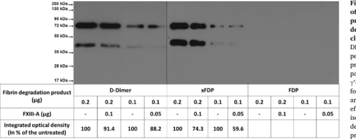 Fig. 1. An attempt to detect reversibility of ﬁ brin crosslinking by FXIII-A at the protein level using a crosslinked ﬁbrin degradation product speci ﬁ c  mono-clonal antibody.