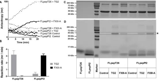 Fig. 2. Incorporation of FLpepPI2 pep- pep-tide into S100A4 protein catalyzed by FXIII-A applied for kinetic detection of FXIII-A transamidase activity at the  pro-tein-peptide level.