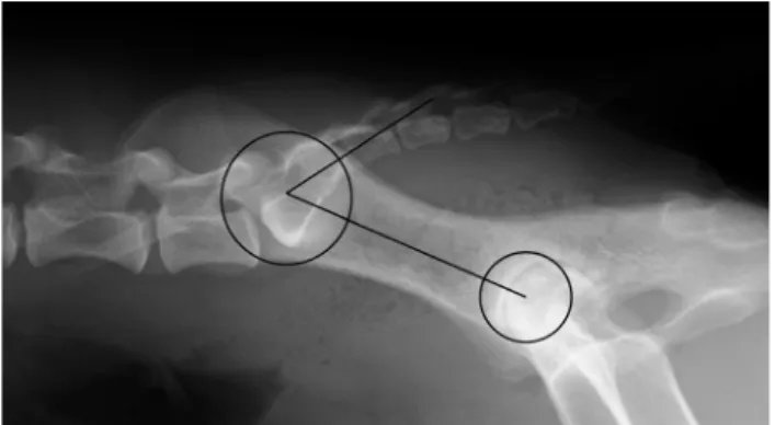 Fig. 1. Representative right lateral lumbosacral radiograph of a dog with the measurement of the sacrum–pelvis angle (SPA), the angulation between the axis of the ilium and the sacrum