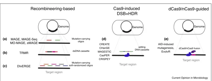 Figure 1 (a) (b) (c) (d) (e)Recombineering-basedCas9-induced DSB+HDR dCas9/nCas9-guided