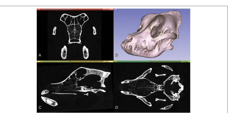 FIGURE 2 | Orthogonal views and volume-rendered model of a Saint Bernard skull’s CT series