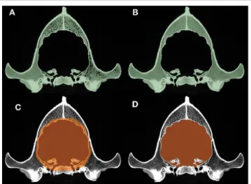 FIGURE 4 | Closure of the different channels and openings of the neurocranium. (A) At the region of the lamina cribrosa (sagittal plane)