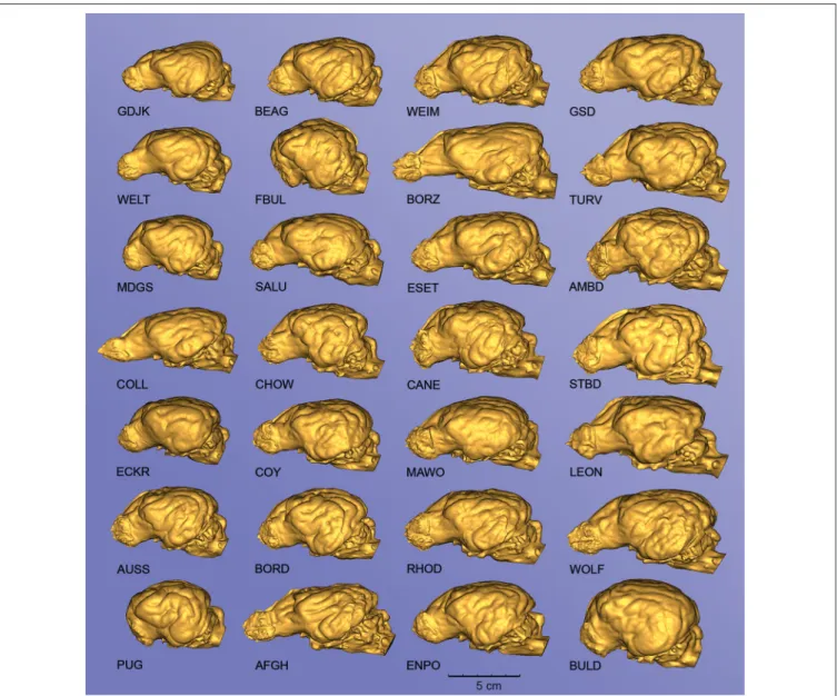 FIGURE 10 | Endocasts from different canine specimens, showing the diversity of surface morphology