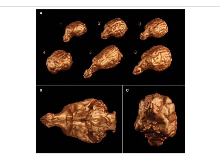 FIGURE 12 | 3D prints of different endocasts. (A) Endocast of a Welsh terrier (1), a border collie (2), a Weimaraner (3), a pug (4), a borzoi (5), and a gray wolf (6)