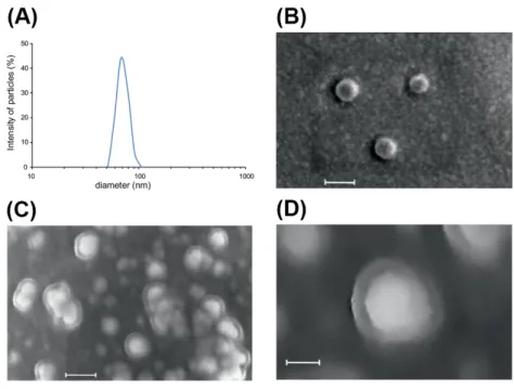Figure 2. Physical characteristics of root-derived extracellular vesicles. (A) EVs size distribution curve  obtained by dynamic light scattering (DLS)