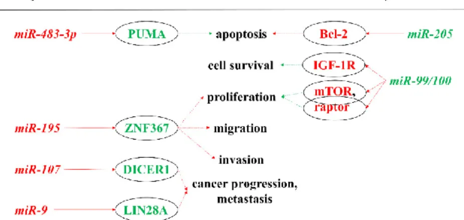 Figure 1. miRNAs showing oncogenic and tumor suppressor actions in the pathogenesis of ACC by  targeting  mRNAs