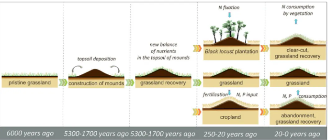 Figure 2. The soil and vegetation development of the studied mounds.