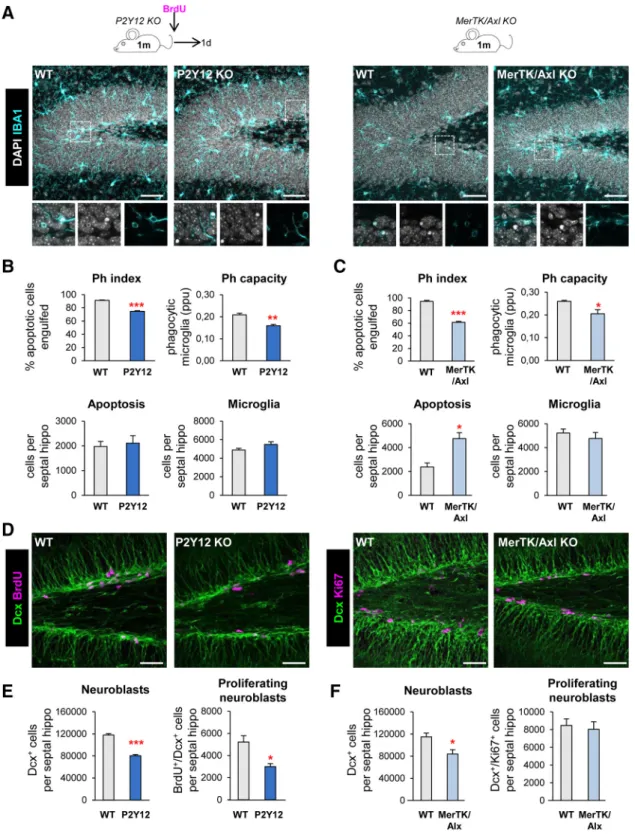 Figure 1. Chronic microglial phagocytosis impairment reduces adult hippocampal neurogenesis