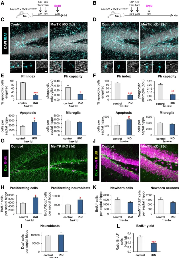 Figure 3. Acute microglial phagocytosis impairment transiently increases adult hippocampal neurogenesis