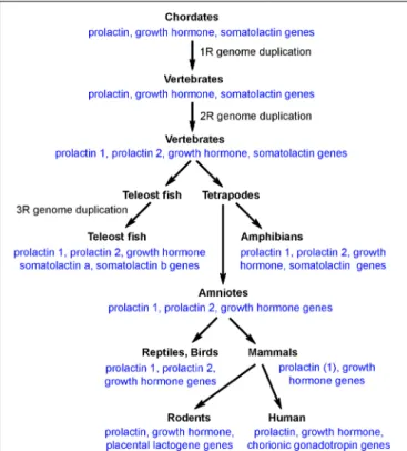 FIGURE 1 | The presence of prolactin/growth hormone family of genes in different clades of vertebrates.