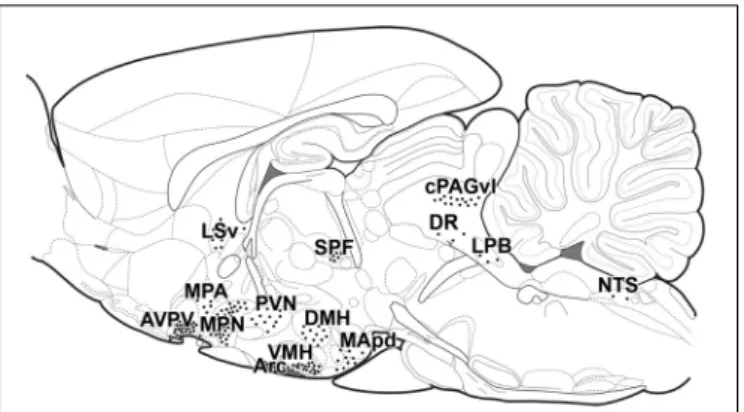 FIGURE 2 | Distribution of prolactin sensitive neurons in lactating mothers in schematic sagittal section