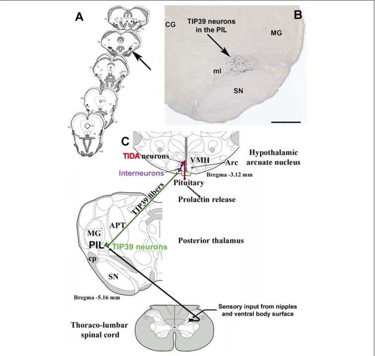 FIGURE 3 | Brain sites whose microstimulation can evoke lactogenesis (A) are compared to the position of TIP39 neurons (B) in the medial subdivision of the posterior intralaminar complex of the thalamus (PIL)