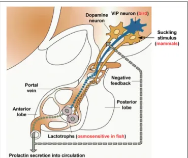FIGURE 4 | Schematics on the control of prolactin secretion. Prolactin releasing factor, which is truly established only in birds to be vasoactive intestinal polypeptide (VIP), reaches the anterior lobe of the pituitary via the portal circulation to evoke 