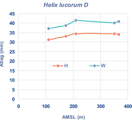 8. ábra. Holt Helix lucorum házak szélesség (W) és magasság (H)  átlagainak függése a tengerszint feletti magasságtól/AMSL.