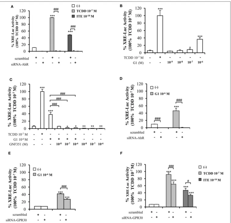 FIGURE 5 | Involvement of GPR30 in AhR transcriptional activity using XRE-luciferase assays