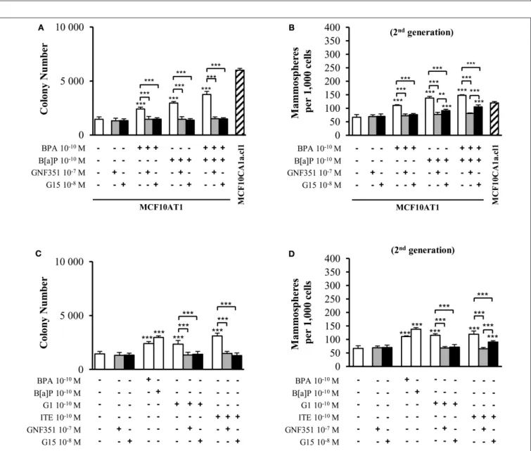 FIGURE 2 | independent experiments conducted in triplicate. (B) Representative Western blot analyses from three independent experiments of AhR and GPR30 protein expression in MCF10AT1 and MCF10CA1a.cl1 cells