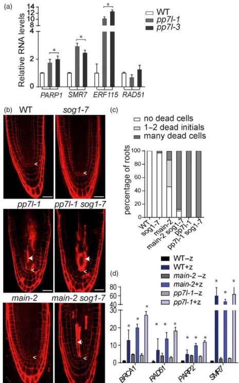 Figure 6. Analysis of DNA damage response (DDR) signalling and cell death in pp7l mutants.
