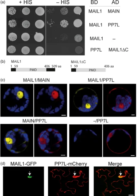 Figure 1. MAIL1 interacts with PP7L and with MAIN. (a) Yeast-two-hybrid (Y2H) assay showing the interaction of MAIL1 with PP7L and with MAIN.