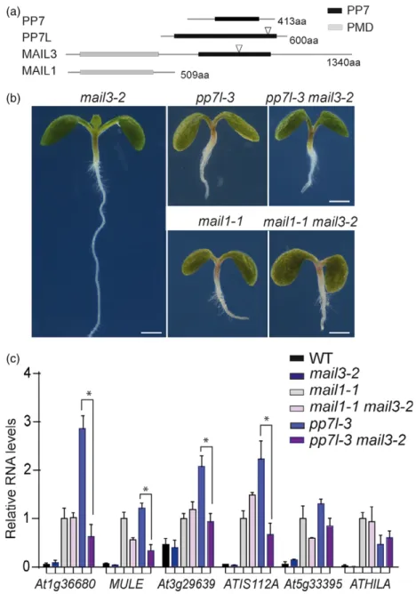 Figure 5. The phenotype of pp7l-3 was unchanged on the mail3-2 mutant background.