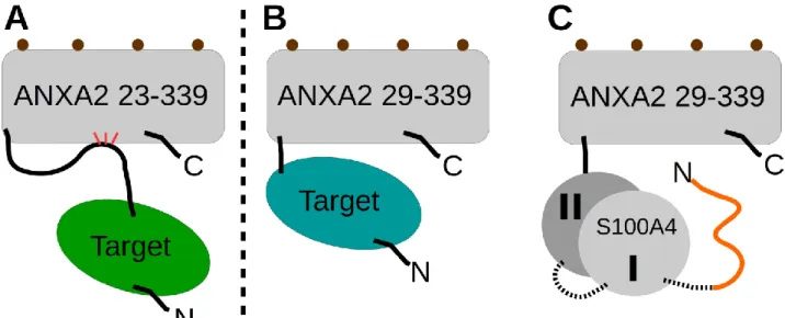 Fig. 2. Schematic representation of the ANXA2 fusion constructs used for the crystallographic studies  (A) The target protein is fused to the NTD (23-33) of ANXA2