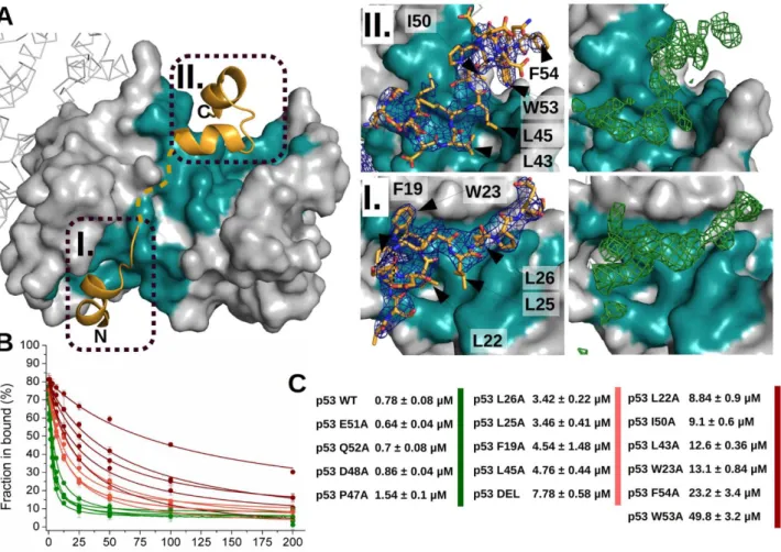 Fig. 3. Crystal structure of p53 TAD 17-56  – scS100A4∆8 using ANXA2 29-339  as crystallization chaperone  and its validation using alanine scanning of p53 TAD (A) The binding of p53 TAD 17-56  (bright orange) to  scS100A4∆8  (grey:  S100A4  dimer,  teal: 