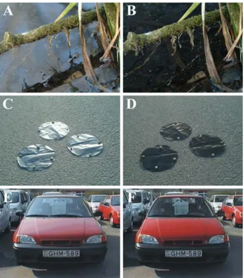 Fig. 1. Pictures on the left side (A, C, E) were taken through a linear polarizer with horizontal  transmission axis, while pictures on the right side (B, D, F) were taken through a polarizer  with vertical transmission axis