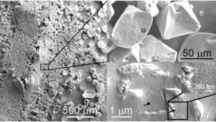 Figure 2.  Nanosize calcium carbonate globules (black arrows) occur on precipitated calcite surfaces and  endospores of Bacillus simplex BaSD-223 incubated for 26 weeks.
