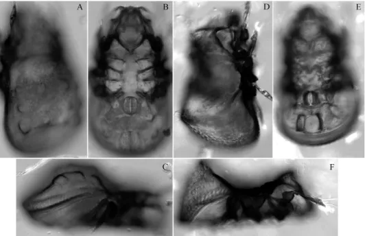 Fig. 5. Diplobodes parakanekoi sp. n. (A–C) and Machadocepheus pararachii sp. n. (D–F), adult,  microscope images: A, D = dorsolateral view; B, E = ventral view; C, F = lateral view