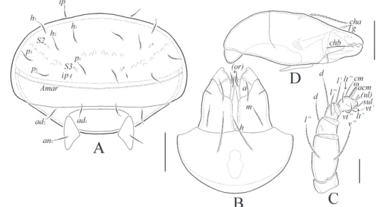 Fig. 6. Siculobata (Paraleius) trinidadensis sp. n., adult: A = posterior view; B = subcapitulum,  ventral view; C = palp, right, antiaxial view; D = chelicera, right, antiaxial view