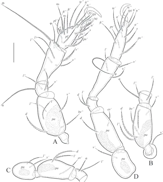 Fig. 7. Siculobata (Paraleius) trinidadensis sp. n., adult: A = leg I, without trochanter, left, par- par-axial view; B = trochanter, femur and genu of leg II, left, parpar-axial view; C = trochanter, femur 