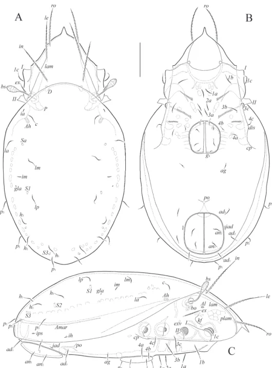 Fig. 1. Siculobata  (Paraleius) americana sp. n., adult: A = dorsal view (legs not shown); B =  ventral view (gnathosoma and legs not shown); C = lateral view (gnathosoma and legs not 