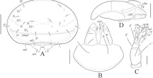 Fig. 2. Siculobata (Paraleius) americana sp. n., adult: A = posterior view; B = subcapitulum,  ventral view; C = palp, right, antiaxial view; D = chelicera, left, paraxial view