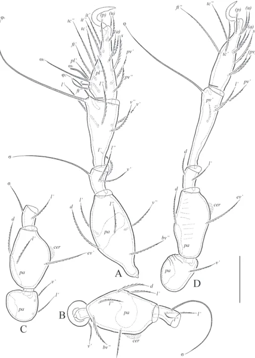 Fig. 3. Siculobata (Paraleius) americana sp. n., adult: A = leg I, without trochanter, right, an- an-tiaxial view; B = trochanter, femur and genu of leg II, right, anan-tiaxial view; C = trochanter,  femur and genu of leg III, left, antiaxial view; D = leg