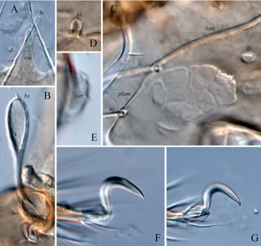 Fig. 4. Siculobata (Paraleius) americana sp. n., dissected adult, microscope images: A = rostrum; 