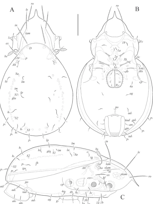 Fig. 5. Siculobata (Paraleius) trinidadensis sp. n., adult: A = dorsal view (legs not shown); B =  ventral view (gnathosoma and legs not shown); C = lateral view (gnathosoma and legs not 