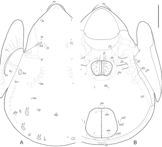 Fig. 1. Allogalumna paramadagascarensis sp. n., adult: A = dorsal view; B = ventral view (gna- (gna-thosoma and legs not shown)