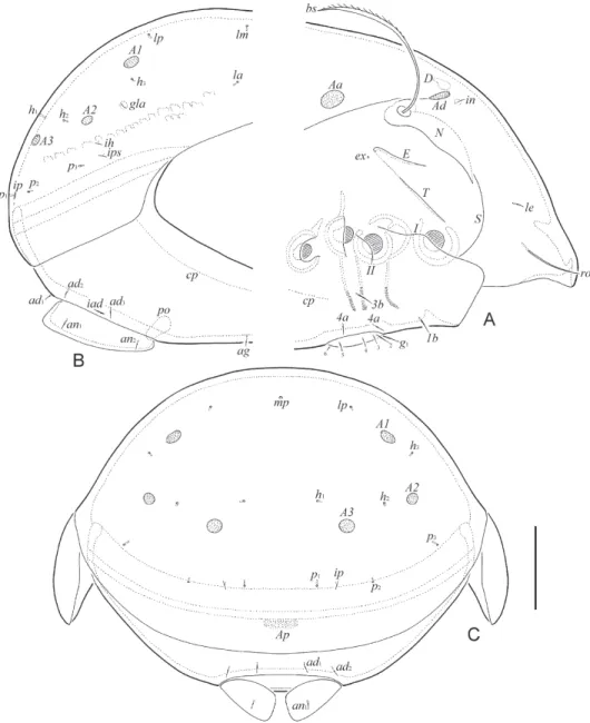 Fig. 2. Allogalumna paramadagascarensis sp. n., adult: A = anterior part of body, lateral view  (pteromorph, gnathosoma and legs not shown); B = posterior part of body, lateral view; C = 