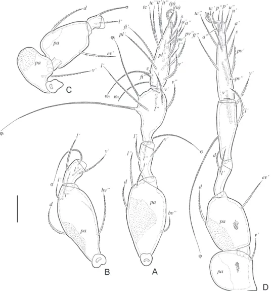 Fig. 4. Allogalumna paramadagascarensis sp. n., adult: A = leg I, without trochanter, left, par- par-axial view; B = femur and genu of leg II, left, parpar-axial view; C = trochanter, femur and genu 