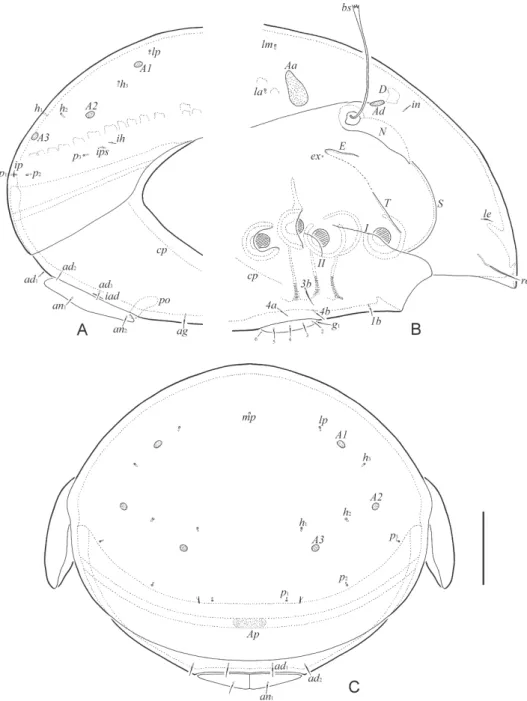 Fig. 6. Allogalumna paravojnitsi sp. n., adult: A = anterior part of body, lateral view (ptero- (ptero-morph, gnathosoma and legs not shown); B = posterior part of body, lateral view; C = 