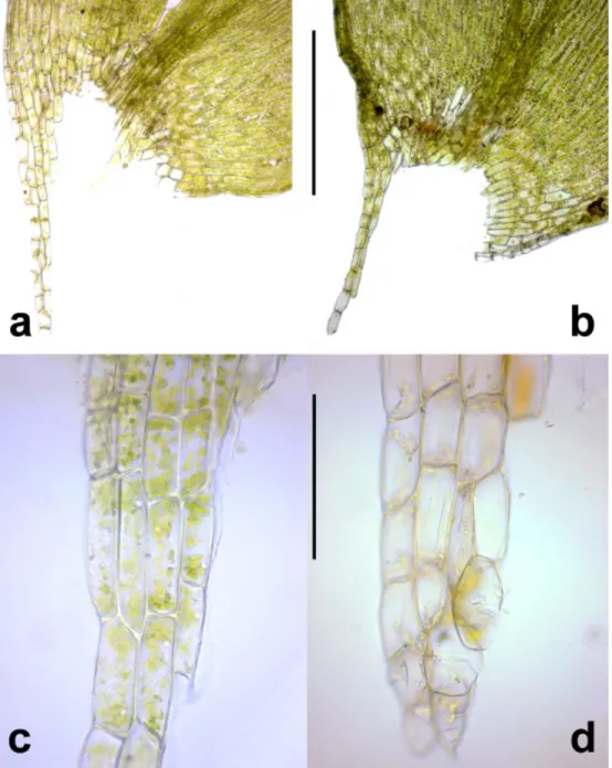 Fig. 3. Decurrent alar cells of Plagiothecium species: a–c = P. platyphyllum (B-Erzberger 27001); 