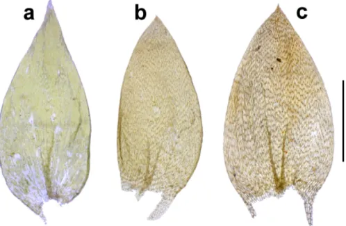 Fig. 5. Leaves of Plagiothecium species: a = P. platyphyllum (B-Erzberger 27001); b = P