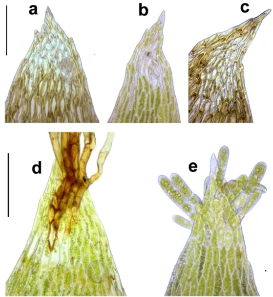 Fig. 2. Leaf tips of Plagiothecium species. – a, b, d, e: P. platyphyllum (a = original material, Th  üring- üring-er Wald, Dietharz, det