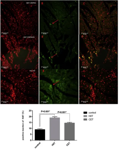 Figure 3. Representative images of small newly formed Ki67-positive (green) cardiomyocytes in both training groups