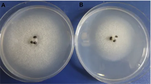 Fig. 4. Comparison of the growth rate of A) untreated control and B) deep-frozen isolate of Saprolegnia ferax 48 h after thawing and placement onto a GY (P þ S) agar medium