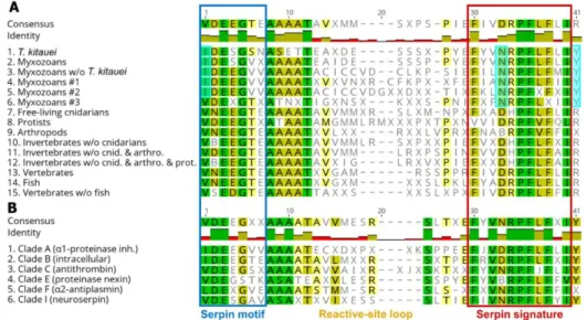 Figure 2. Comparison of consensus amino acid sequences of conserved serpin domains, motif and  signature, sorted by (A) taxon, and (B) serpin type classified in clades