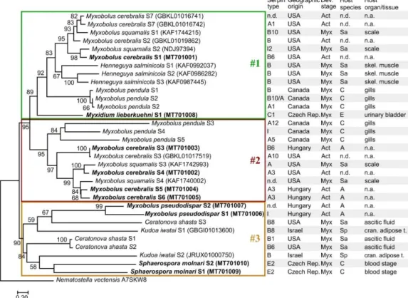 Figure 4. Maximum-likelihood tree of 32 myxozoan serpin sequences, on the basis of a 365-long amino  acid  sequence  alignment  (RAxML,  LG+I+Γ4  model,  1000  bootstrap  replicates)