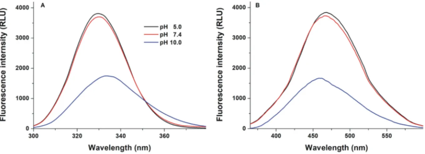 Fig. 2. Fluorescence spectra of Z14S (25 μM). Excitation (A; pH 5.0 and pH 7.4: λ em = 465 nm; pH 10.0:λ em = 458 nm) and emission (B; pH 5.0 and pH 7.4: λ ex = 330 nm; pH 10.0:λ ex = 334 nm) spectra of the mycotoxin in different buffers (0.05 M sodium ace