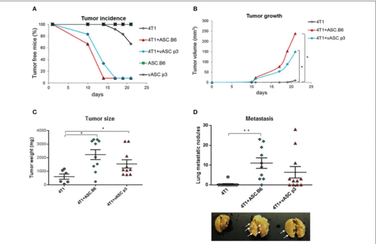 FIGURE 1 | ASCs promote tumor initiation, growth and metastasis. 4T1 cells (10 3 cells/mouse) were injected into BALB/c female mice with or without vASCs or ASC.B6 (10 5 cells/mouse), control mice were injected with ASCs without tumor cells