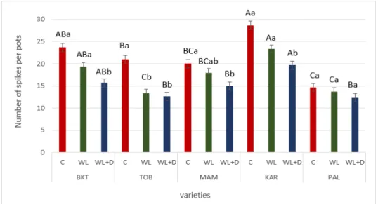 Table 1. Biomass values of ‘Bánkúti 1201’ (BKT), ‘Mv Toborzó’ (TOB), ‘Mv Mambó’ (MAM), ‘Mv  Karizma’ (KAR) and ‘Mv Pálma’ (PAL) varieties in the different treatments